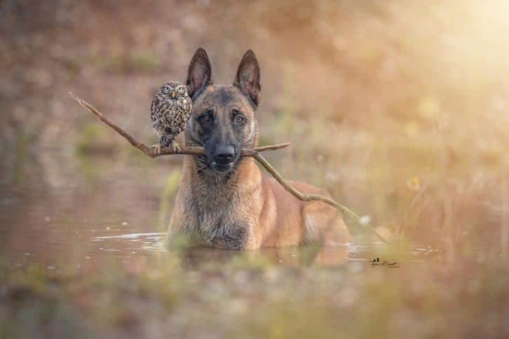 Вам неодмінно потрібно це побачити: 30+ фотографій пса і його подруги сови