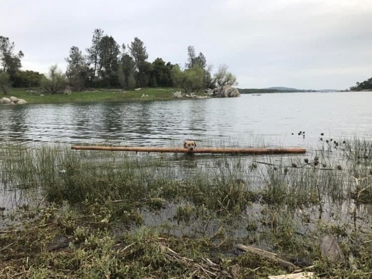 Світлини смішних собак, які розсмішать будь-кого