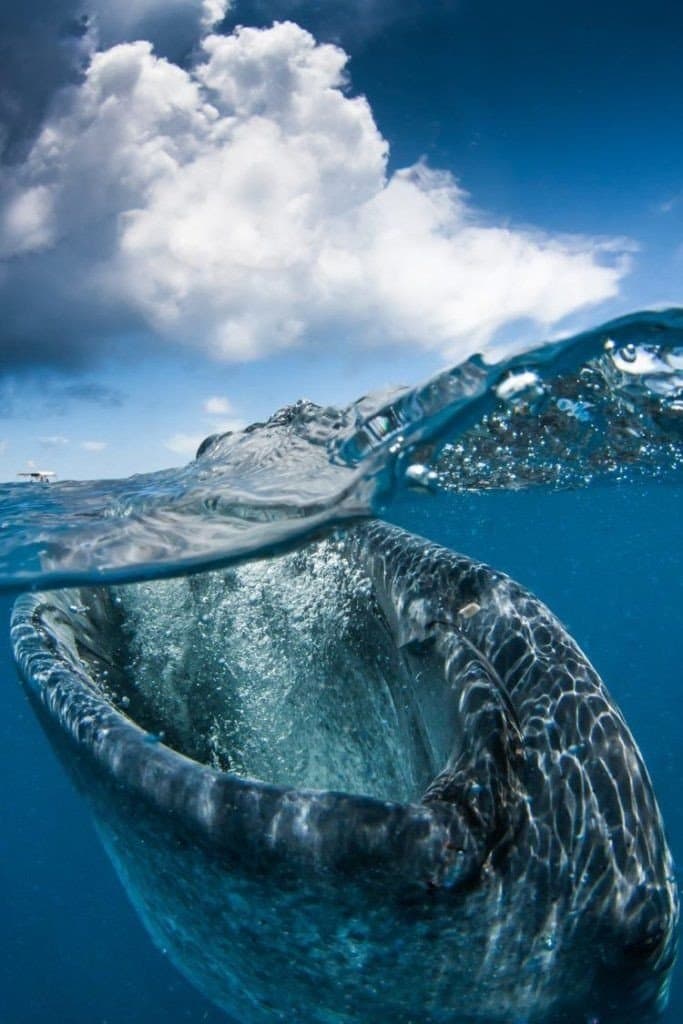 17 фото моря і його мешканців, після яких не захочеш пірнати під воду!