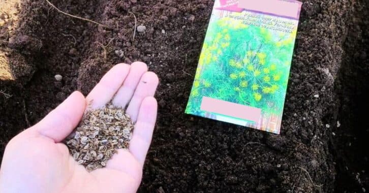 Як сіяти кріп у серпні. Що обов’язково треба зробити, щоб мати свіжу зелень всю осінь