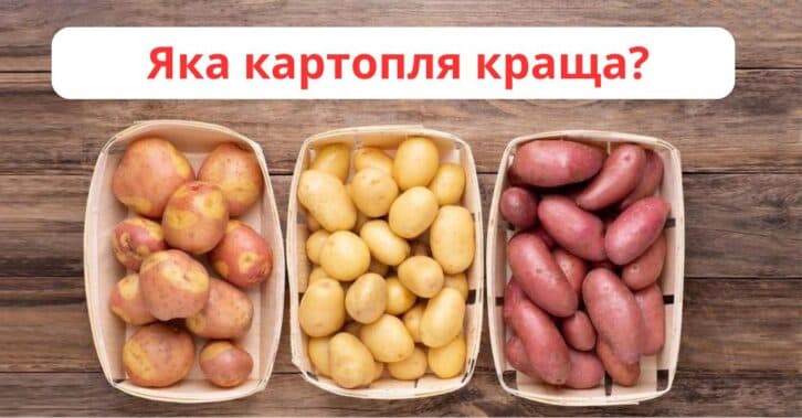 Яка картопля краща? Експерти дали відповідь, яка здивує багато господарів