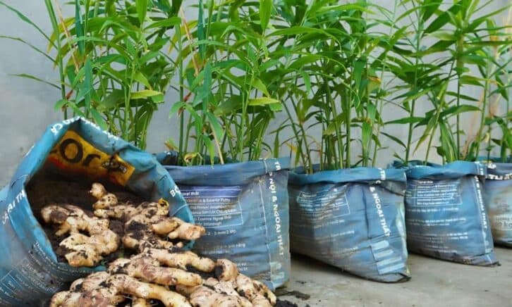 Як виростити імбир власними руками у старих мішках: проста інструкція для початківців