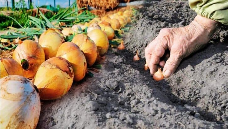 Цибульку під зиму потрібно сажати правильно.