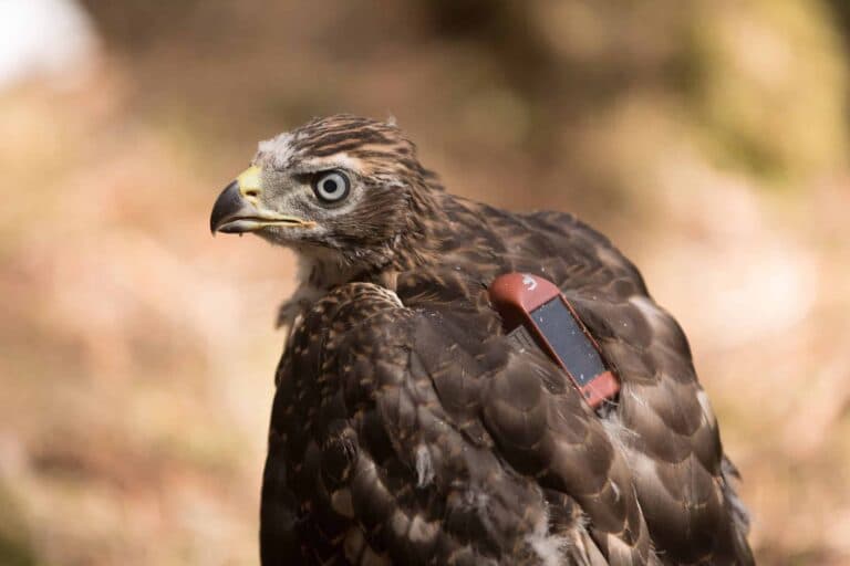 Реставрація допомагає рідним Raptors процвітати в Шотландії, показує звіт
