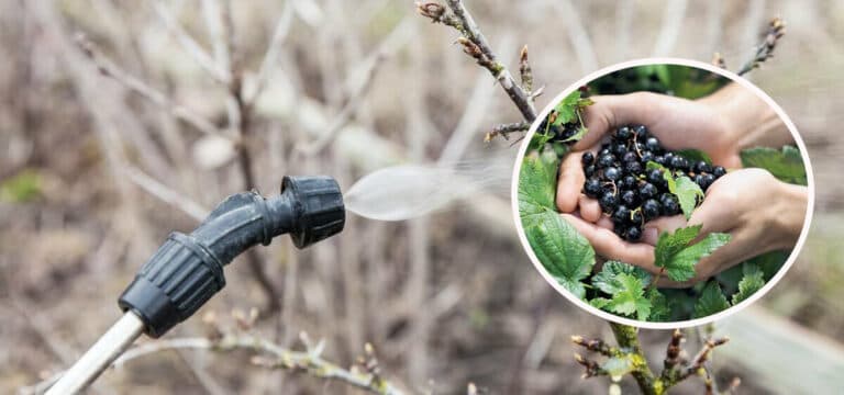 Як захистити смородину в березні від хвороб і шкідників: прості, але дієві поради