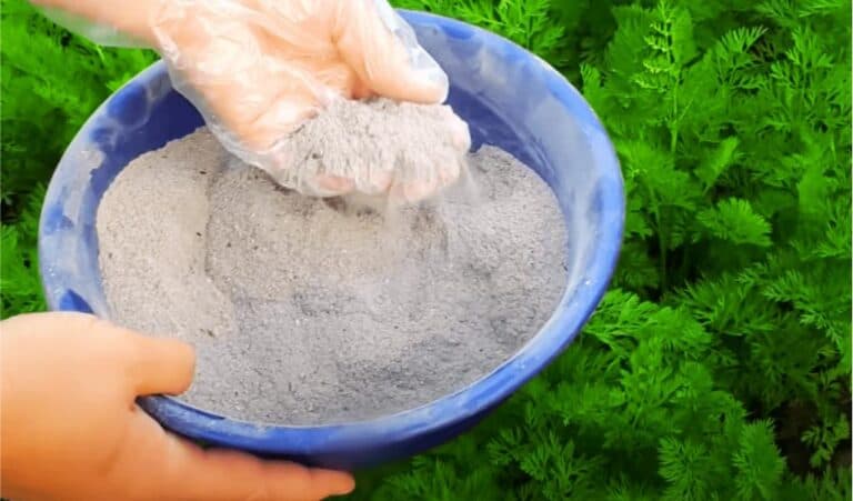 Посипаю міжряддя моркви цією сумішшю. Завдяки їй моя морква росте міцною, без черв’яків, солодкою і хрусткою