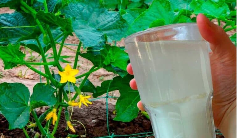 Батько Шоб Ніколі не сухий! Вода зм з рохіном Огіркі, Шо постановки, ви були врожай
