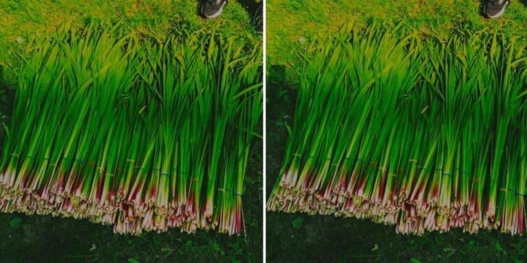 VPI знає сітку на фотографії? У нас є ї ї ї з особливим коханням