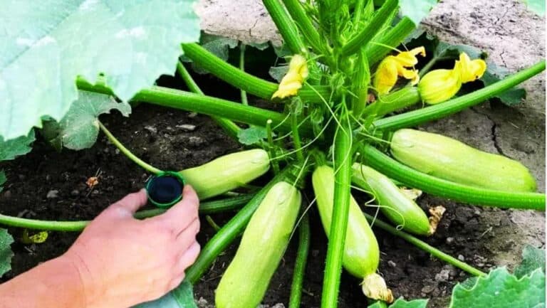 Після цієї підгодівлі збираю по ящику кабачків із кожного куща. Порада, яка працює на всі 100