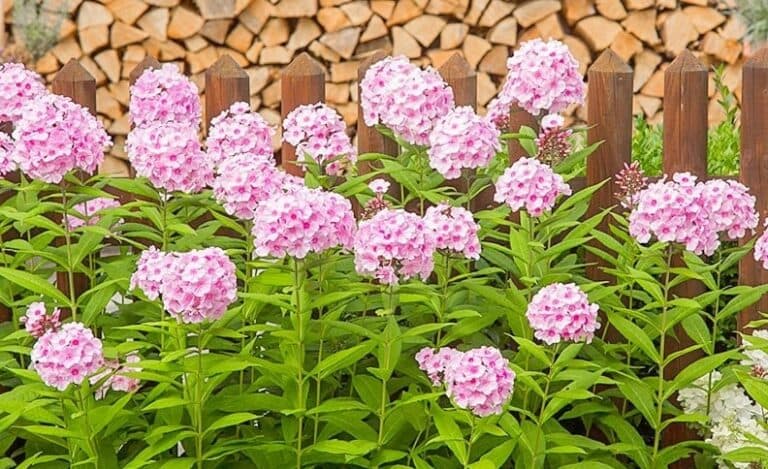 Догляд за флоксами: розповідаю, що я роблю, щоб вони виглядали фантастично
