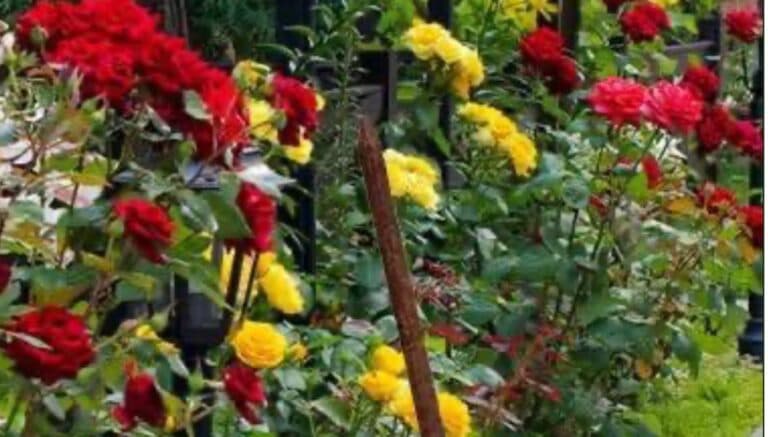 Щоб троянди буйно квітли та ніколи не хворіли потрібно зробити ось що