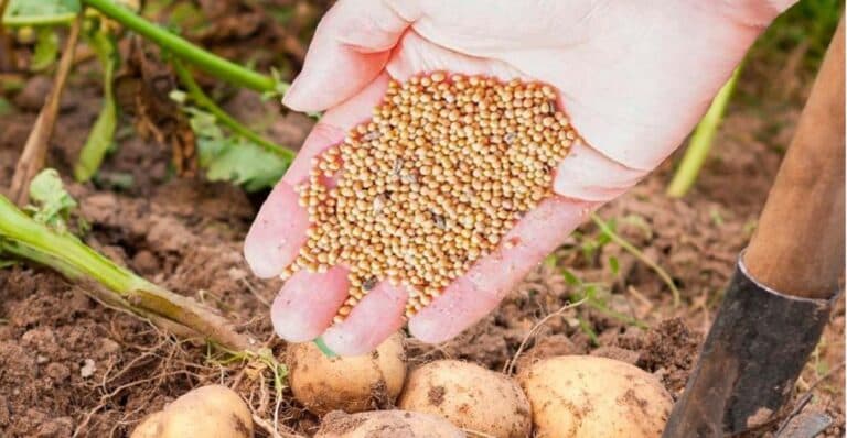 Земля буде наче хмаринка: розповідаю, що посіяти після збирання картоплі, щоб відновити ґрунт