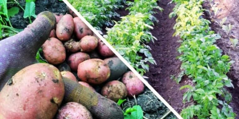 Щоб картопля в погребі не гнила роблю 1 просту хитрість за 2 дні до викопування. Щороку виручає