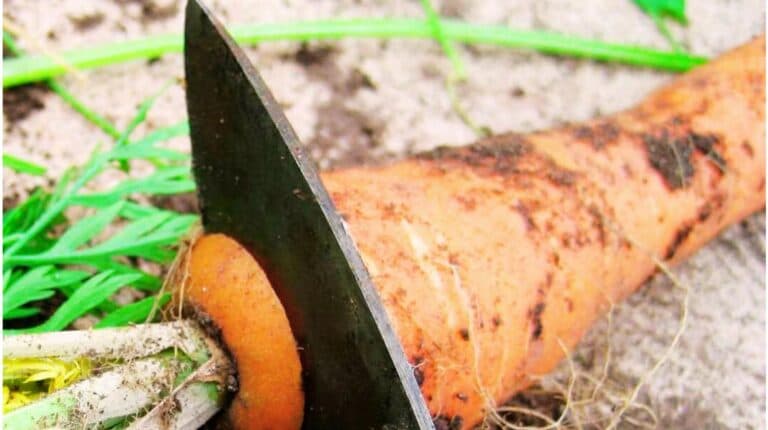 Обрізання бадилля – один із найважливіших моментів! Ділюся власною перевіреною системою