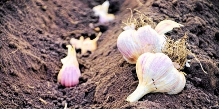 Після яких культур не можна садити часник. Багато людей припускається цієї помилки