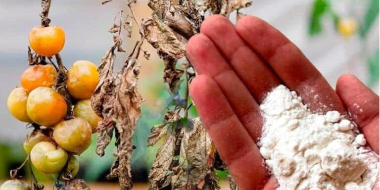 Чим потрібно обробити грядки після помідорів, щоб назавжди вивести з ґрунту фітофтору