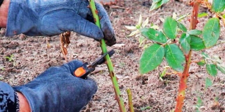 8 помилок у догляді за трояндами, які більшість господинь роблять восени