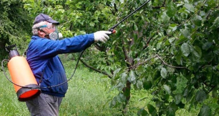Обробка саду на початку осені. Що я роблю, щоб дерева не хворіли та давали гарний урожай