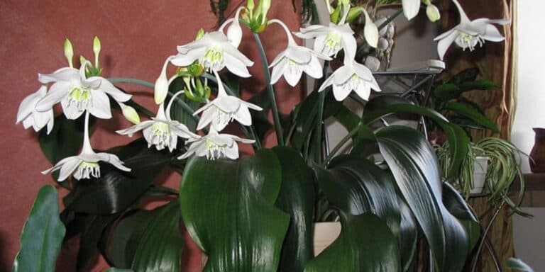 Витончена краса, ніжний жасминовий аромат – це все амазонська лілія. Розповідаю, як я її вирощую