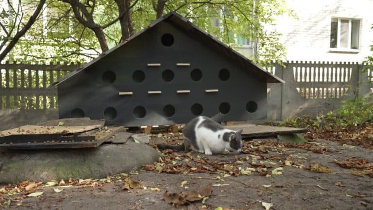 Волонтери змайстрували у Рівному теплий будиночок на 13 кімнат для бездомних котів