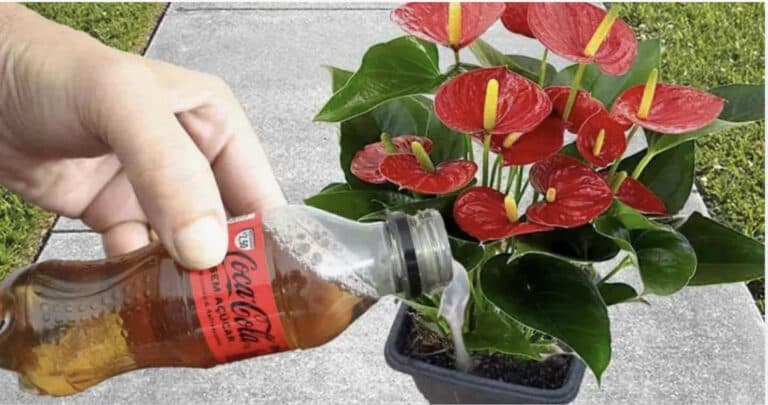 Мої квіти цвітуть майже цілий рік — і все це завдяки одній простій хитрості