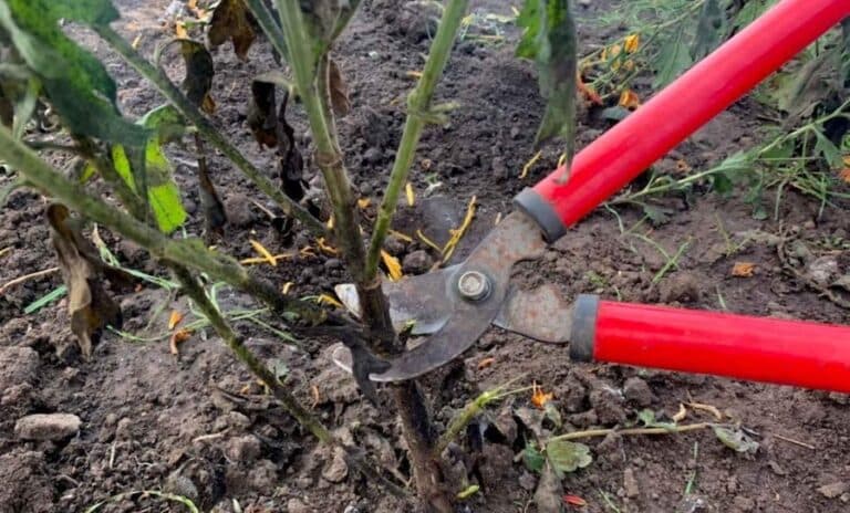 Що робити з хризантемами, які вже відцвіли. Більшість навіть не здогадується