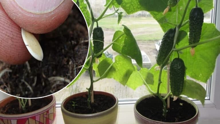 Вирощую огірки прямо на підвіконні. Ділюся своїми хитрощами, які допомагають зібрати врожай ще до свят