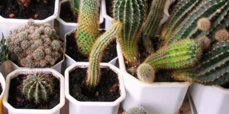 Лийте та не переливайте! Як я поливаю кактуси, щоб вони завжди тішили своїм виглядом