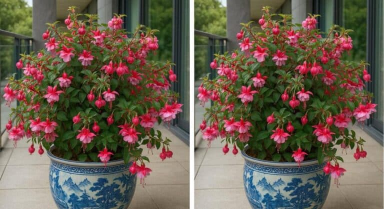 Не квітне фуксія? Мої секрети в догляді за цією квіткою, які дають приголомшливий результат