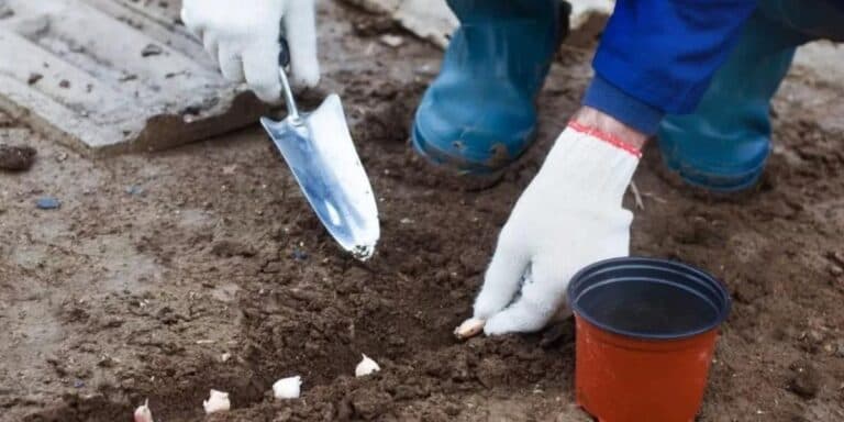 Підзимовий посів – чудовий спосіб отримати свіжі овочі раніше. Ділюся своїми хитрощами