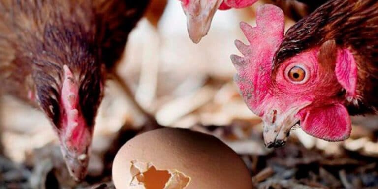 Чому кури клюють яйця, та як вирішити цю проблему. Розповідаю з власного досвіду