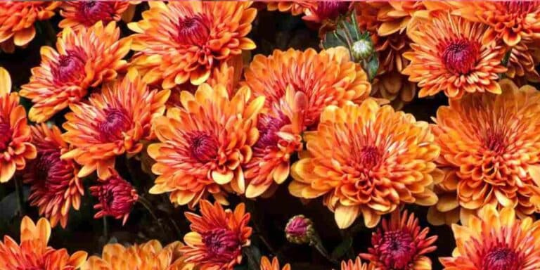 Гарбузова хризантема — справжня окраса осіннього саду. Ділюся своїми 4-ма правилами її вирощування