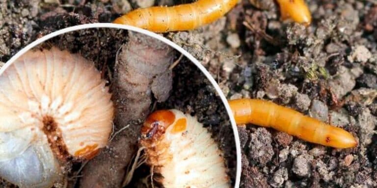 Восени обробіть город цим засобом, щоб у наступному сезоні не було підземних «гурманів»