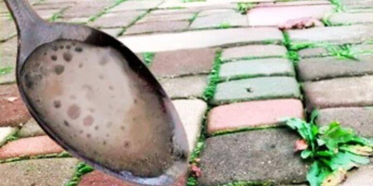 Як вивести мох на тротуарній плитці: простий засіб, який є на кожній кухні