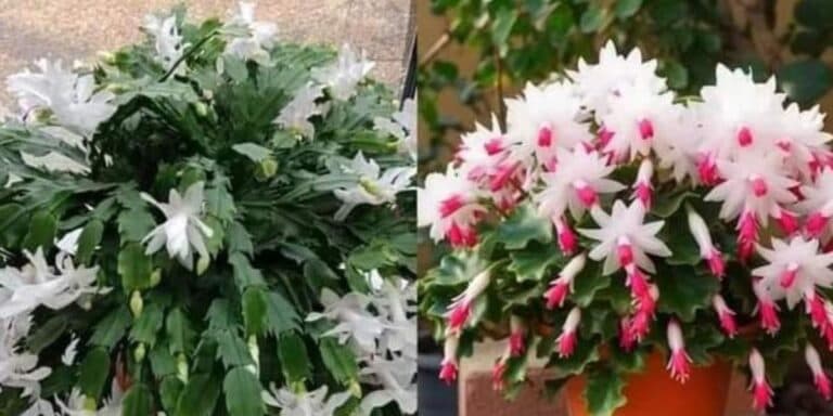 6 найгарніших відтінків різдвяного кактуса, що прикрасять будь-який інтерʼєр