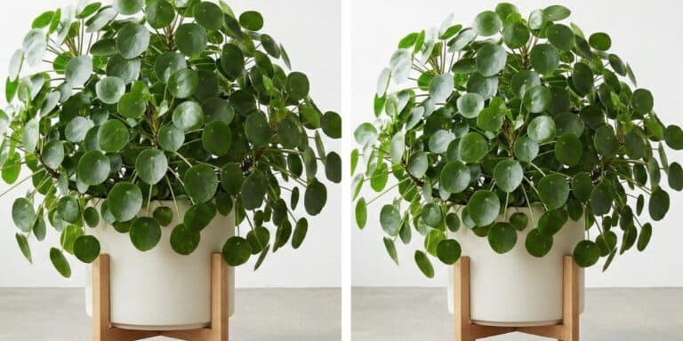 Моя пілея — це справжнє диво. Розповідаю про свої секрети догляду за цією квіткою