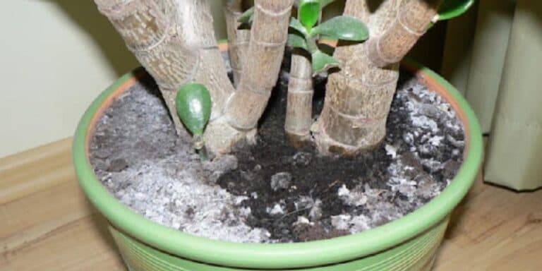 Земля в горщику з кімнатними рослинами більше не буде вкриватися пліснявою