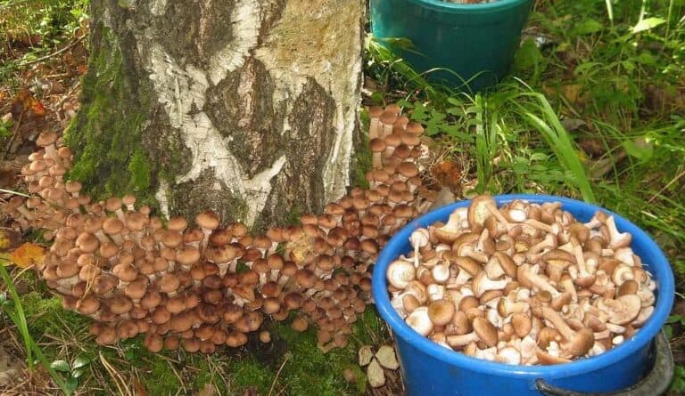 Прості способи вирощування опеньок. Я перепробував кілька — усі вони працюють