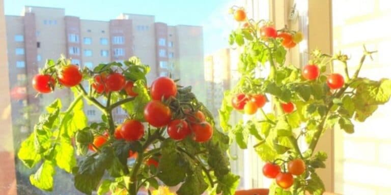 Помідорки чері вирощую прямо на підвіконні. Розповідаю як