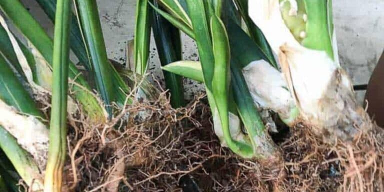 3 способи, які я використовую для розмноження сансев’єрії. Дають чудовий результат