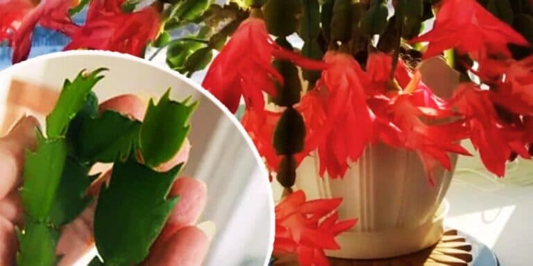 3 способи розмноження різдвяника з якими впорається кожна господиня