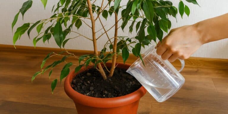 Не скидатиме листя! Мій перевірений зимовий догляд за фікусом