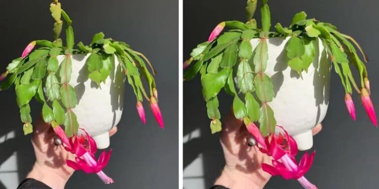 Догляд за різдвяником у грудні: 7 кроків для красивого цвітіння та активного росту