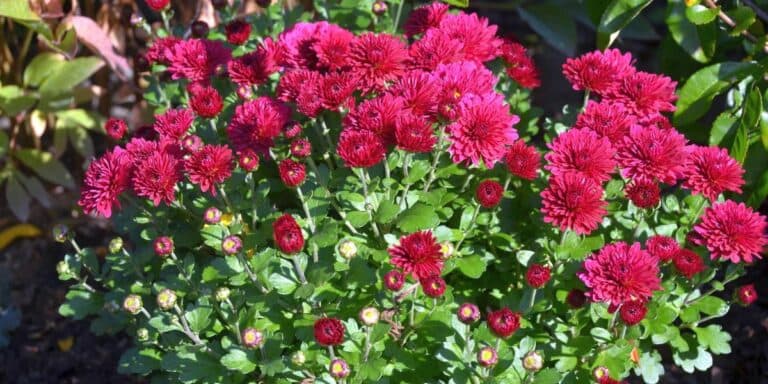 Хризантеми виросли зависокі та не квітнуть? Ось як виправити цю проблему