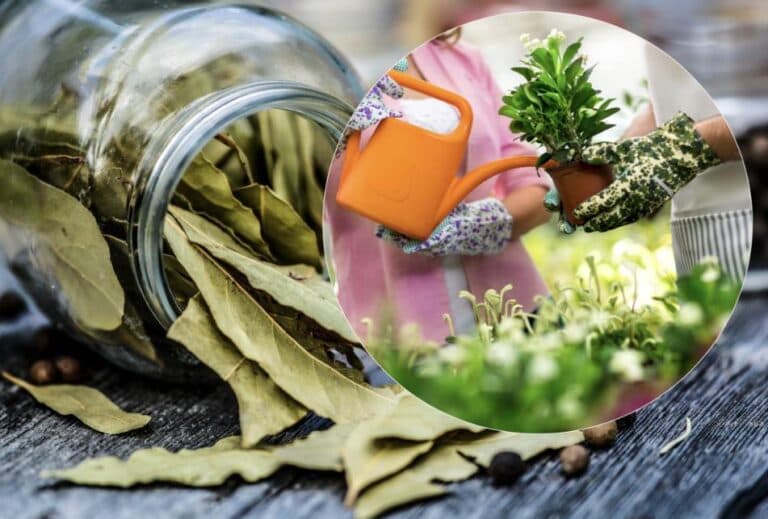 Звичайний лавровий лист змусить кімнатні рослини квітнути пишно. Чому? Пояснюю