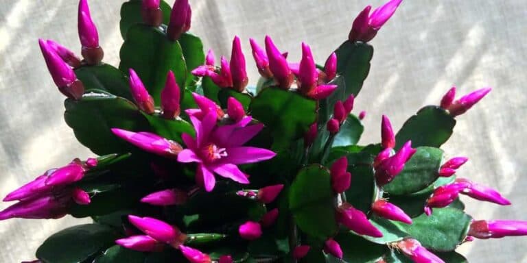 Мій різдвяний кактус цвіте, як шалений: ділюся правилами догляду