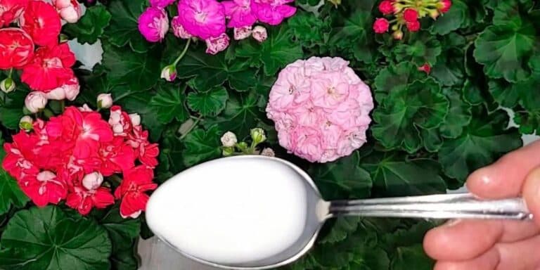 Моя герань пишно квітне всю зиму. Правила, які мене ніколи не підводять