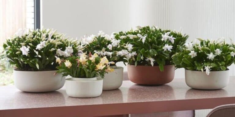 Різдвяний кактус розквітне пишно! Ось що працює в мене безвідмовно