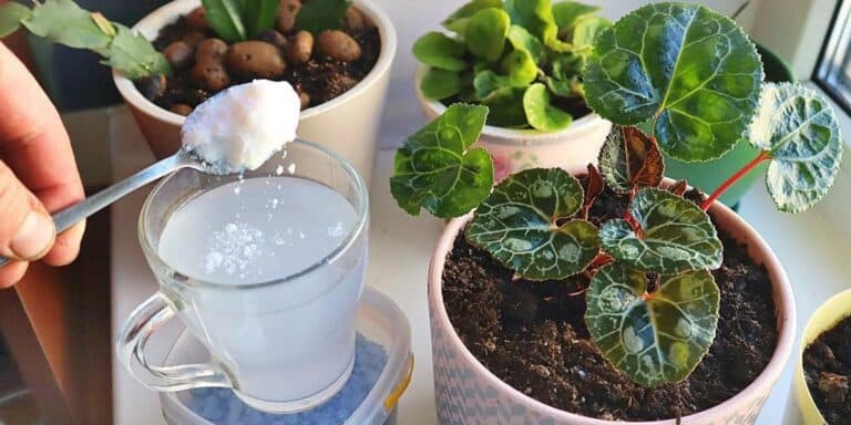 Як повернути листю кімнатних рослин яскравий зелений колір. Ефективна підгодівля