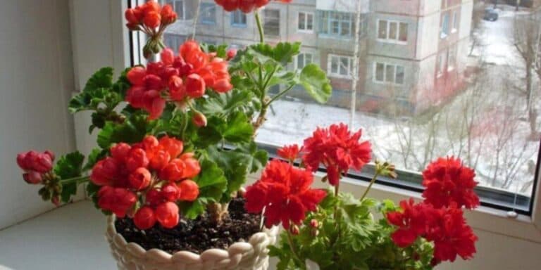 Моя герань і взимку цвіте так рясно, що я щоразу дивуюся! Розповім, як я за ними доглядаю